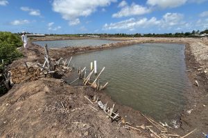 DIJUAL LAHAN TAMBAK 16.340 M² – PEMONGKONG, LOMBOK TIMUR